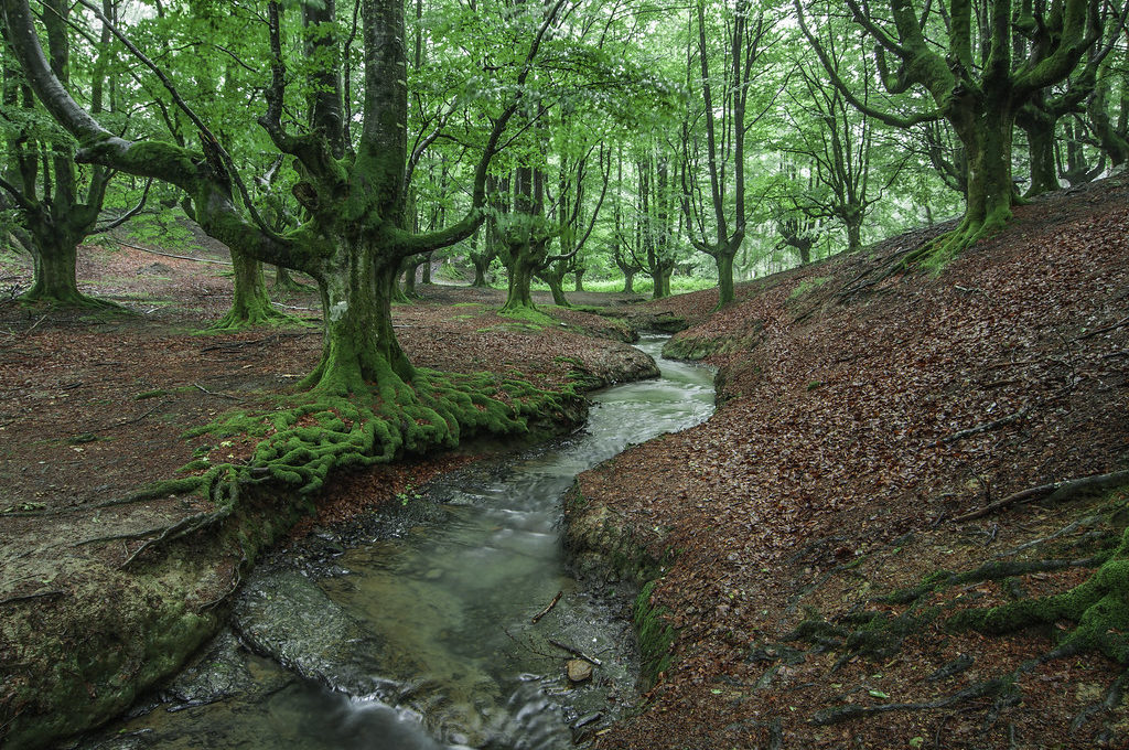 Hayedo de Otzarreta (Parque Natural del Gorbea) - Que Visitar en el País Vasco
