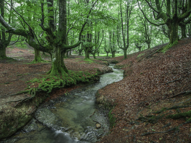 Hayedo de Otzarreta, un bosque de ensueño en el Gorbea